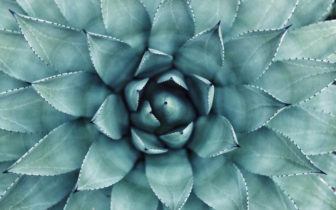 The Beauty Trap in Design